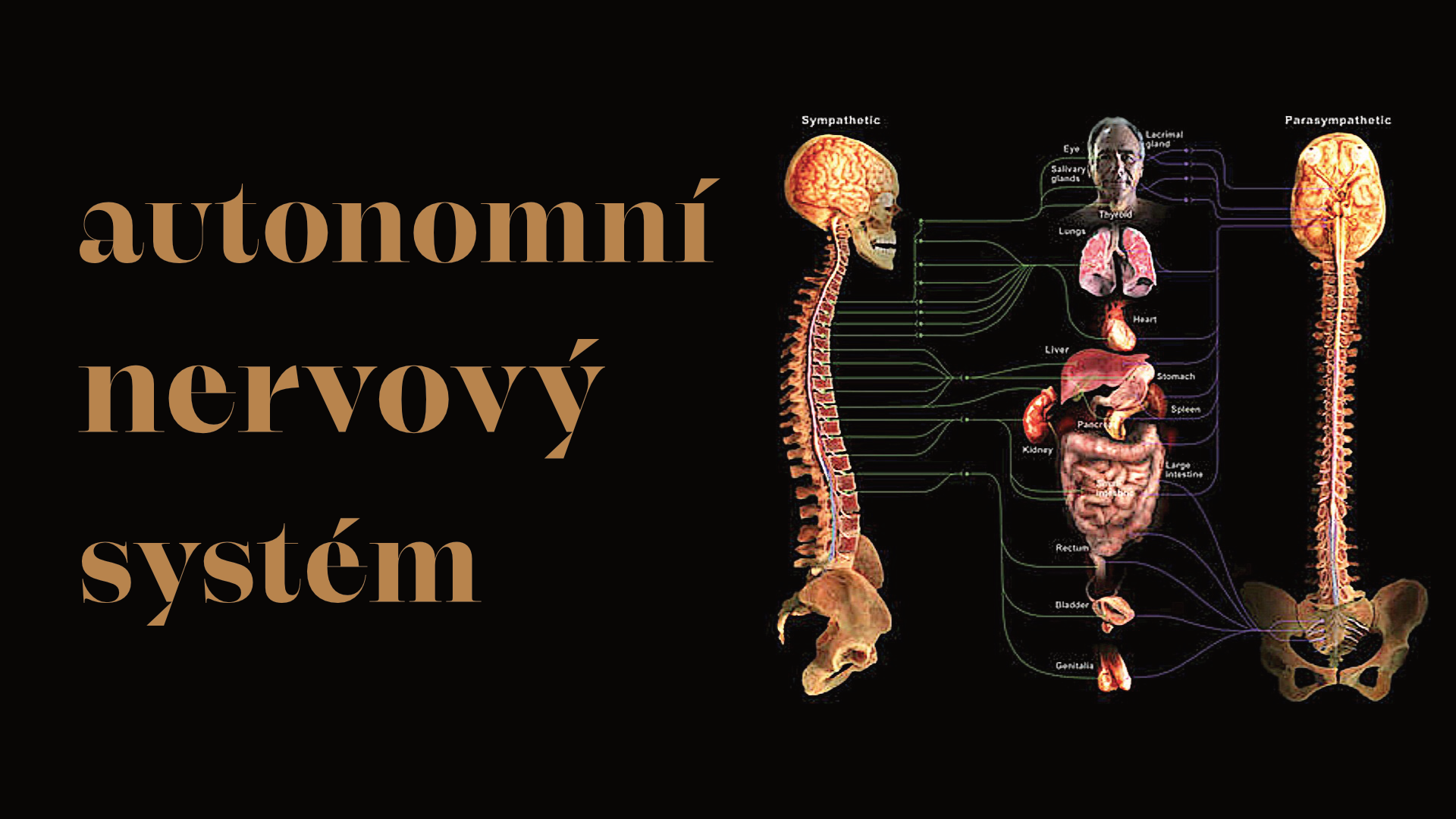 Jóga pomáhá regulovat nerový systém